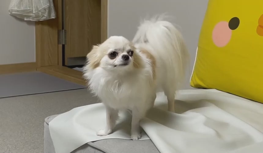 Load video: A bronchial & respiratory cough supplement for dogs with honking, hacking, and goose-like coughs.
