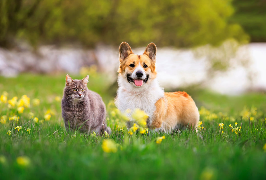 🐾 How to Choose the Right Supplement for Your Pet’s Breed and Age