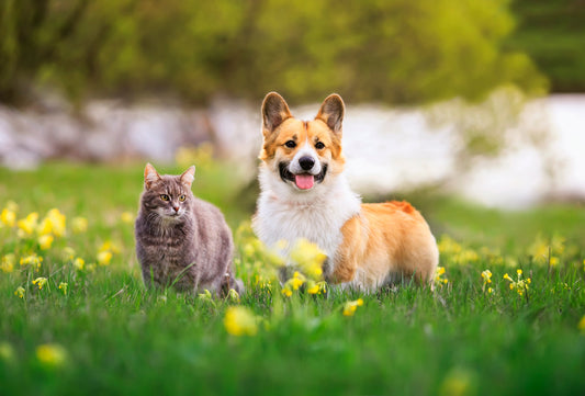 🐾 How to Choose the Right Supplement for Your Pet’s Breed and Age