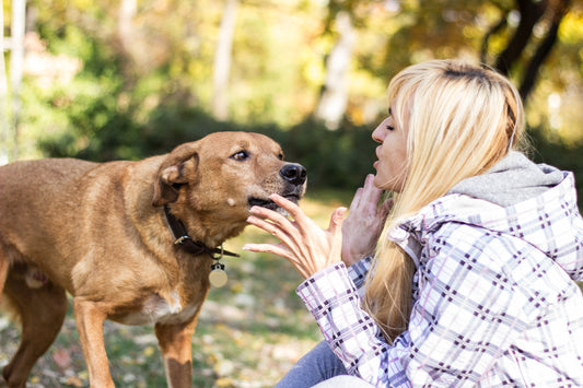 Healthy Morning Routine With Your Pet