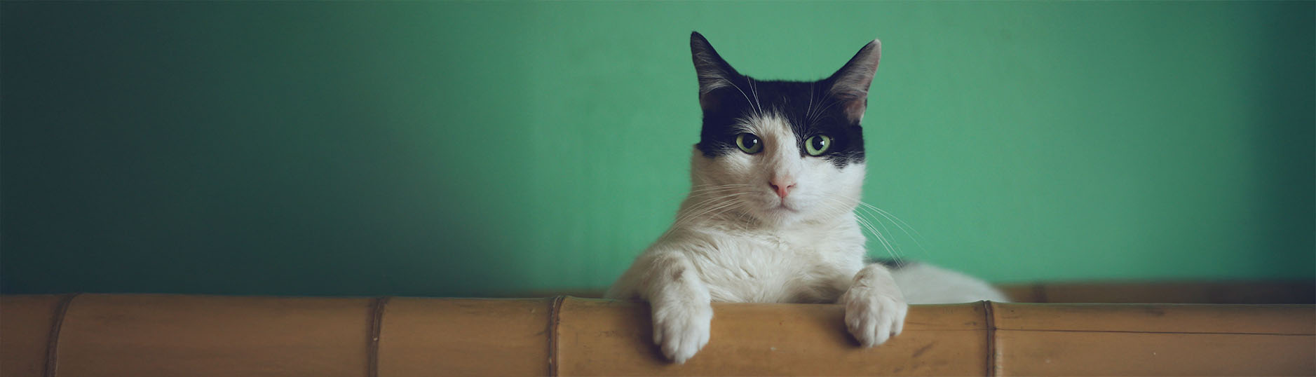 for Cat
