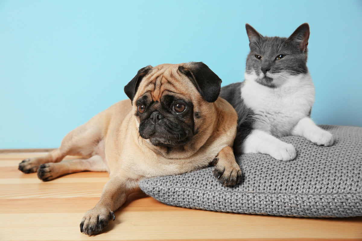 By Pet Type