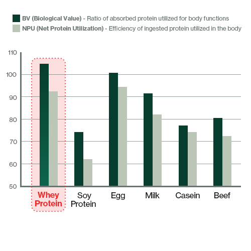 Whey protein has the highest absorption and utilization efficiency, outperforming egg, milk, soy, casein, and beef, making it the most effective protein source for body function and muscle development.