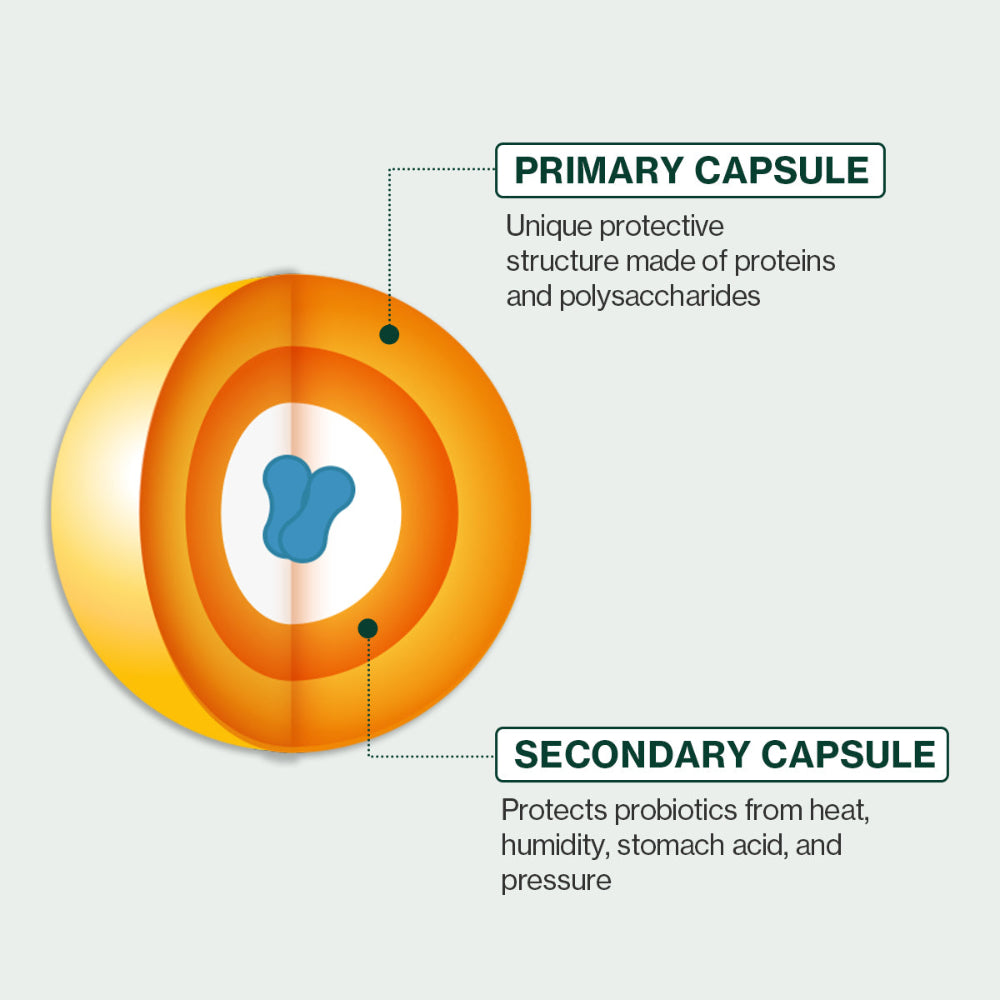 Dual-layer probiotic capsule with protein-polysaccharide protection ensures heat, humidity, and stomach acid resistance, guaranteeing high probiotic survival and stability for pet digestive health. 