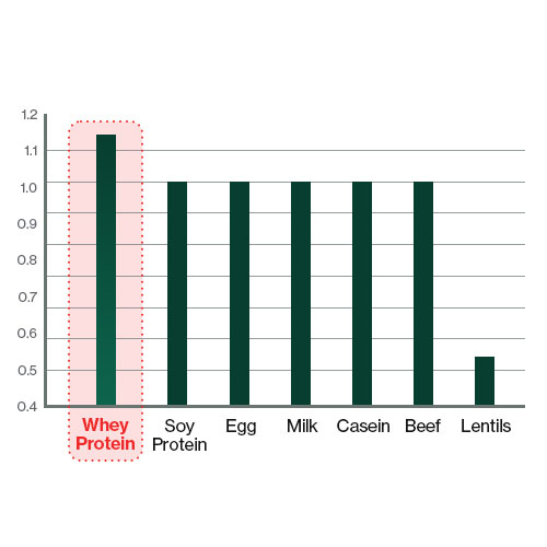 This graph shows that whey protein has the highest value, slightly surpassing soy, egg, milk, casein, and beef, while lentils rank the lowest, indicating whey protein's superior nutritional efficiency.