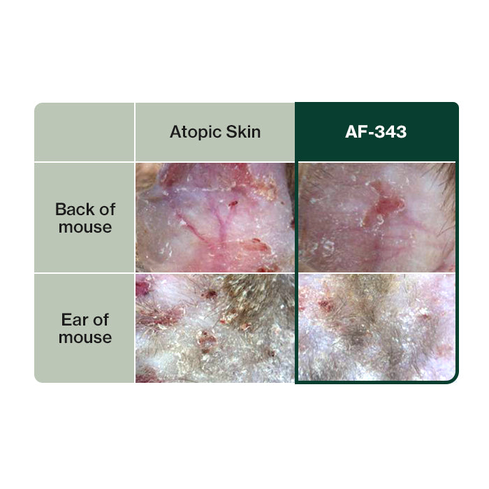 This image demonstrates the effectiveness of AF-343 in improving atopic skin, showing visible reductions in inflammation, redness, and irritation on the back and ears of test subjects. Dr. BY Skin & Coat Soft Gel supports dog skin health, itch relief, and skin barrier strengthening, helping to alleviate atopic dermatitis and sensitive skin issues. 
