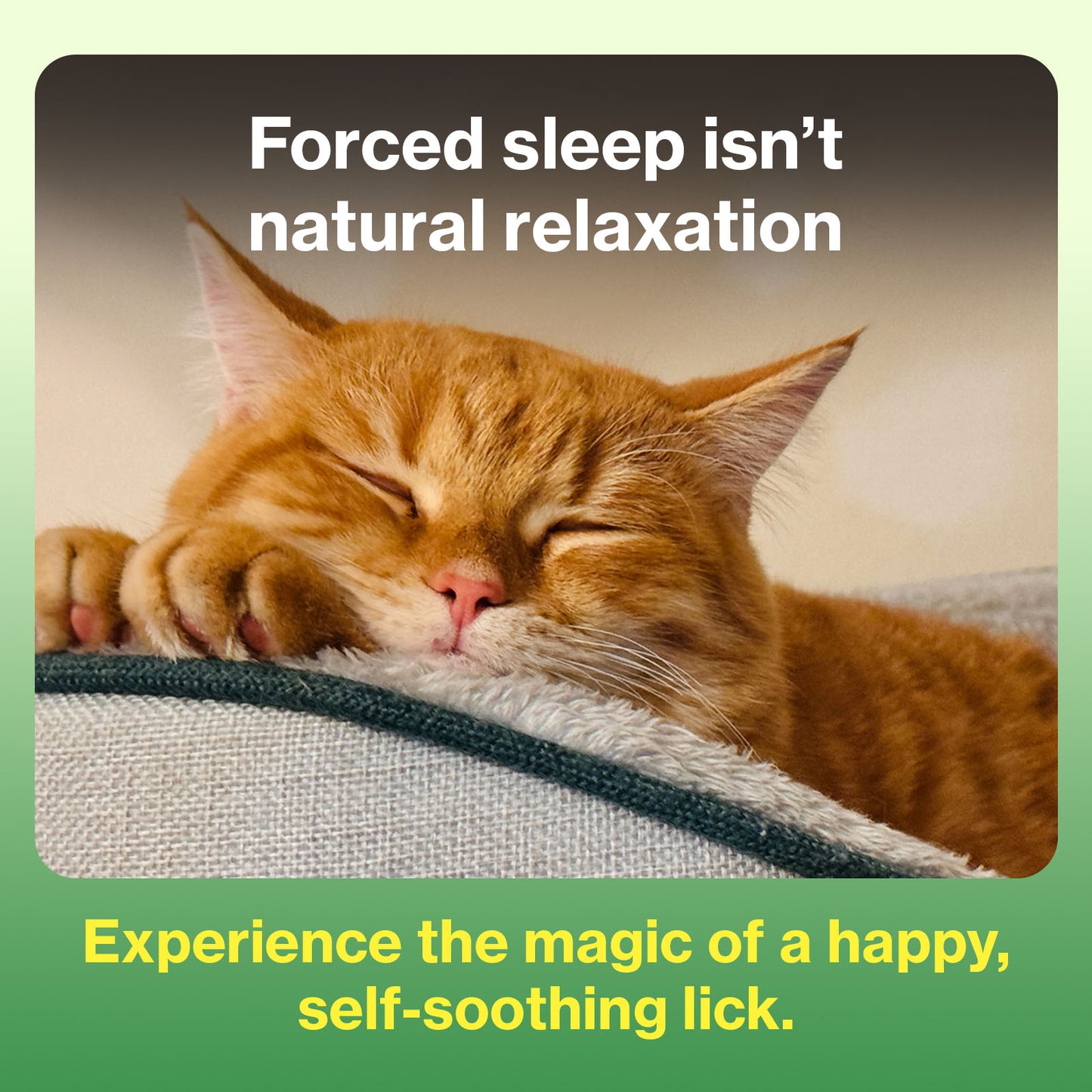 Cat Calming Stress and Anxiety Relief Supplement
