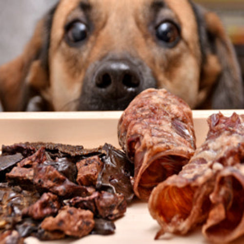 Excessive meat protein, abnormal water intake, and frequent licking can harm kidney cells in dogs!