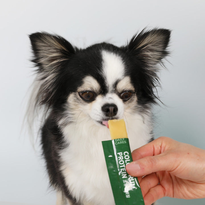 Premium Gel-Type Supplement for Dog Immunity Health