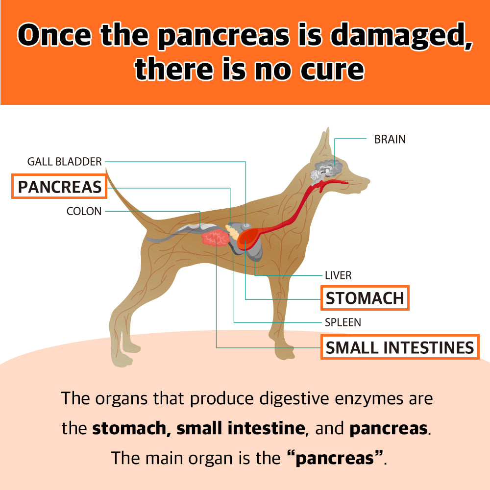 Dog Pancreas Health: The pancreas, stomach, and small intestine produce digestive enzymes, but pancreatic damage is irreversible, highlighting the importance of digestive health support for dogs.