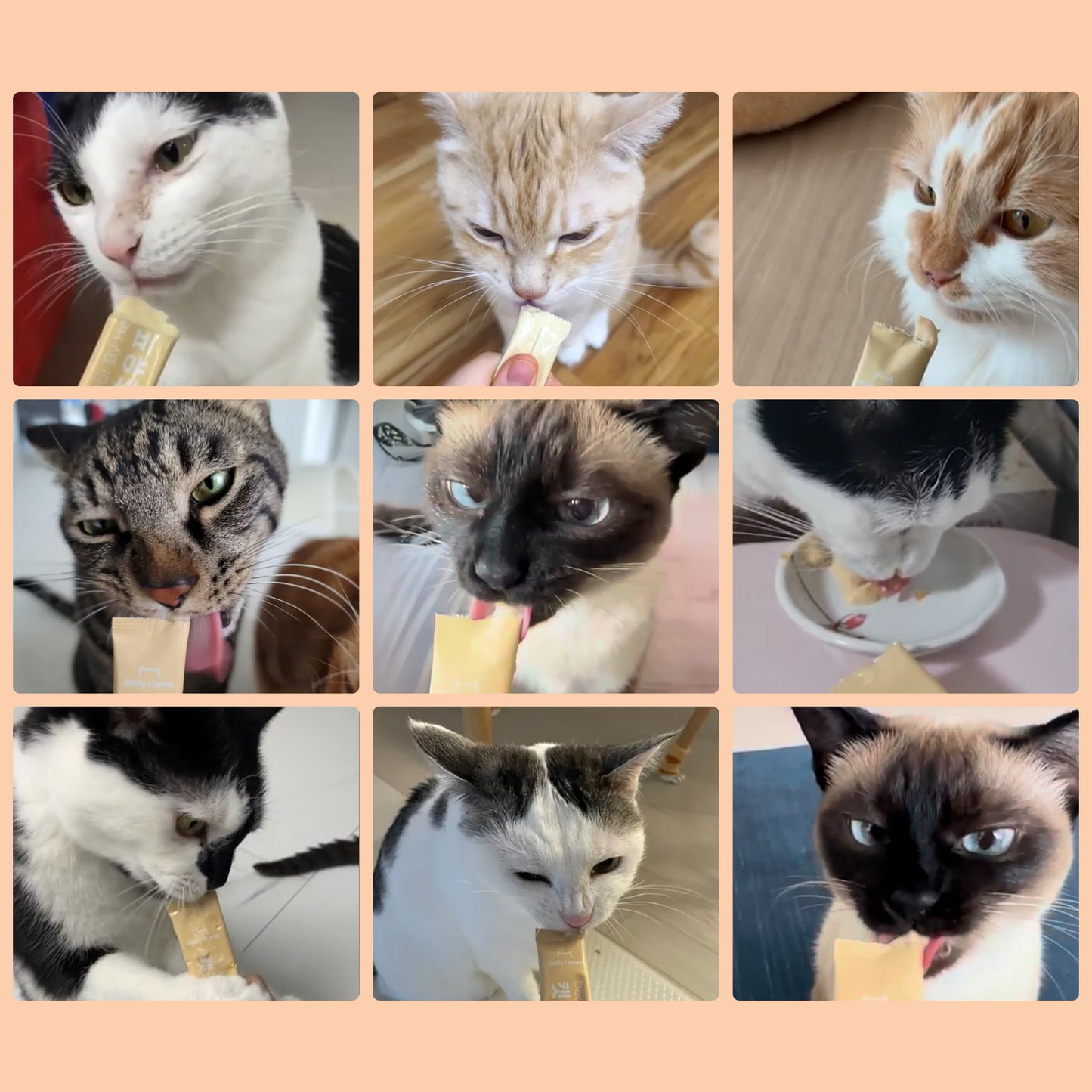 Doctor By Cat Colostrum Protein Cat Supplement Immune Support Muscle Growth