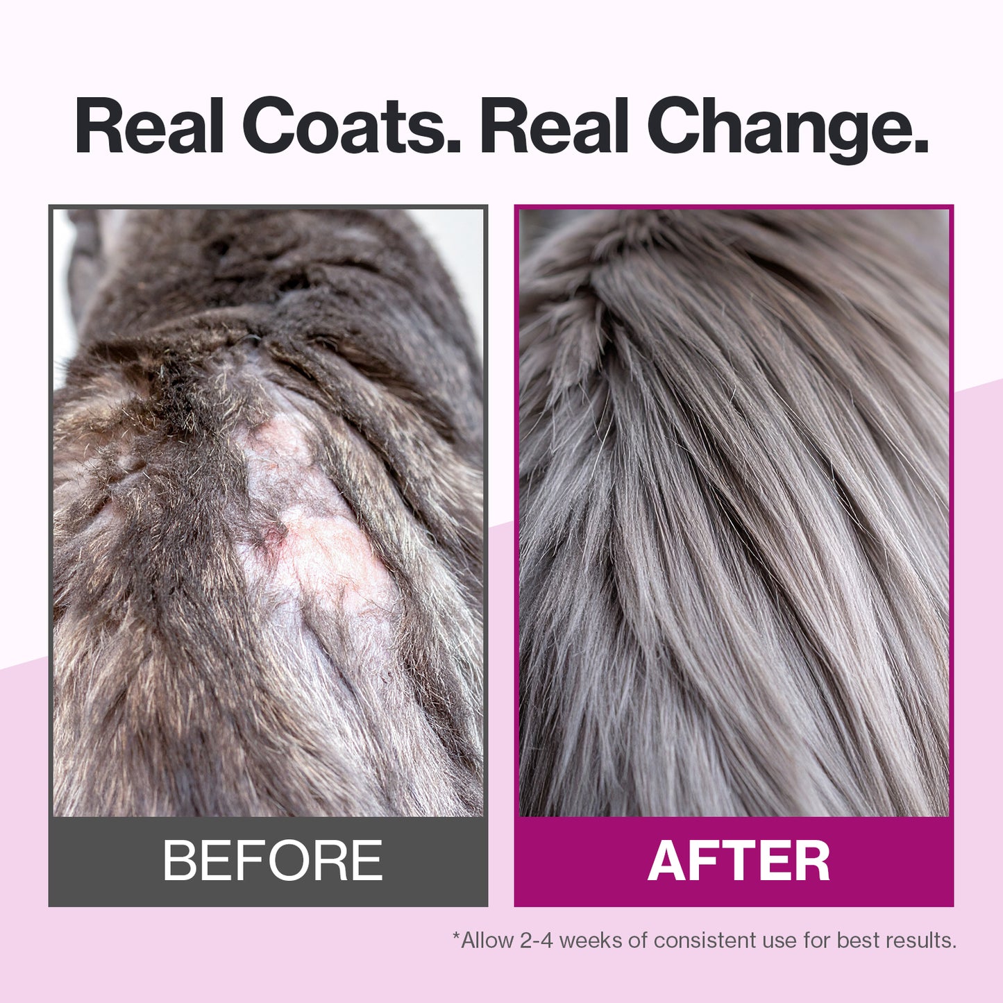 Doctor By Cat Silk Derma Lickable Feline Skin and Coat Supplement