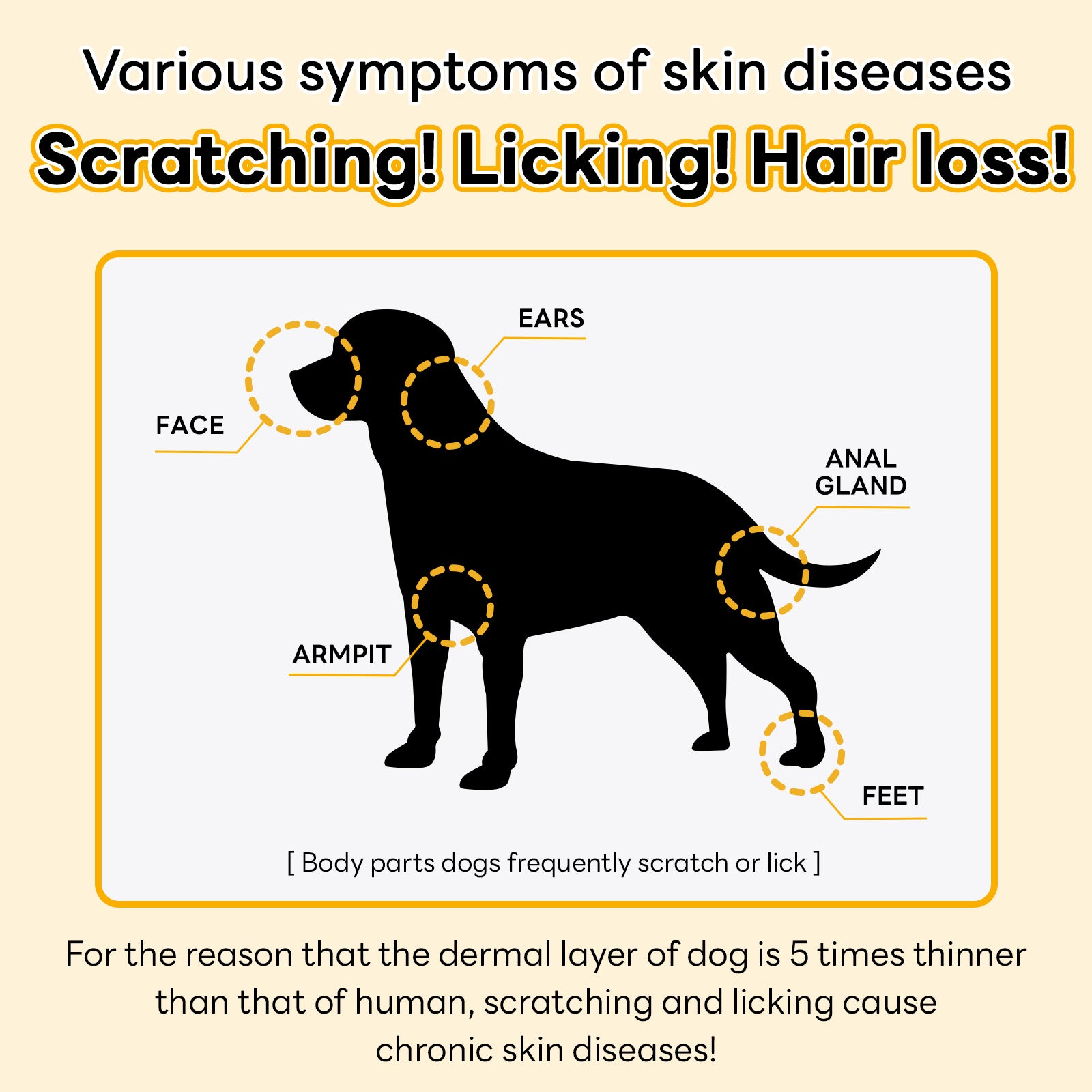 The image highlights common symptoms of dog skin diseases, including scratching, licking, and hair loss, emphasizing that dogs have thinner skin than humans, making them more prone to chronic skin issues.