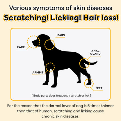 The image highlights common symptoms of dog skin diseases, including scratching, licking, and hair loss, emphasizing that dogs have thinner skin than humans, making them more prone to chronic skin issues.