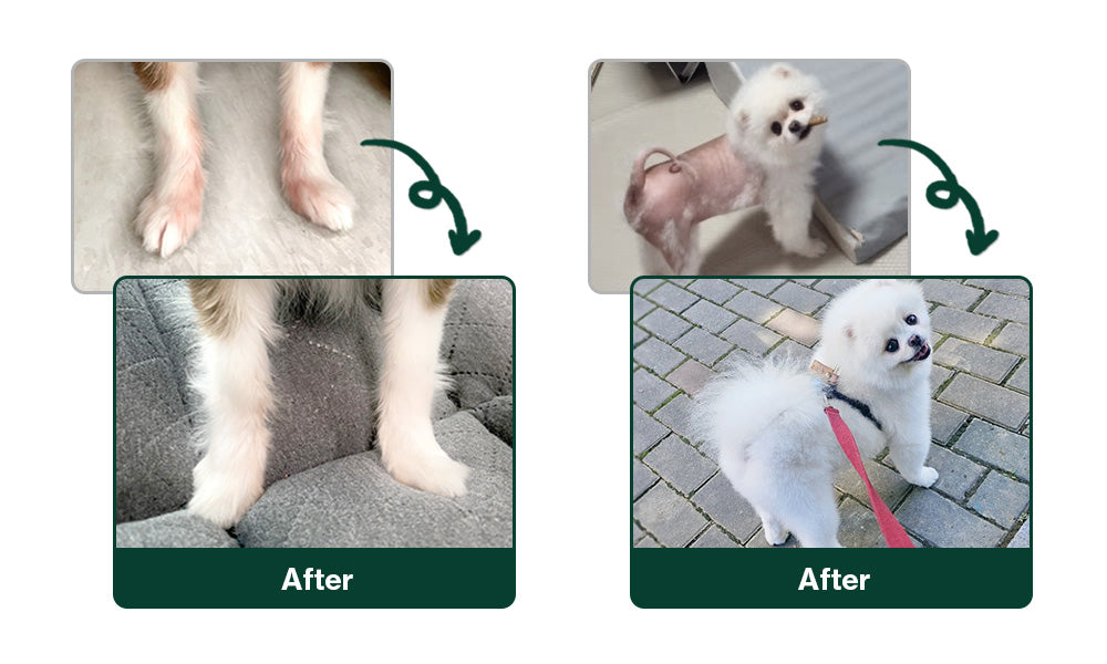This image highlights the before-and-after transformation in dog skin & coat health, showing fuller fur, reduced redness, and improved paw condition, achieved through skin & coat supplements.