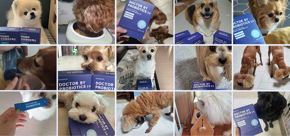 Choosing the right probiotics for pets requires safety, effectiveness, environmental stability, and gut microbiome support to suppress harmful bacteria and promote digestive health. 