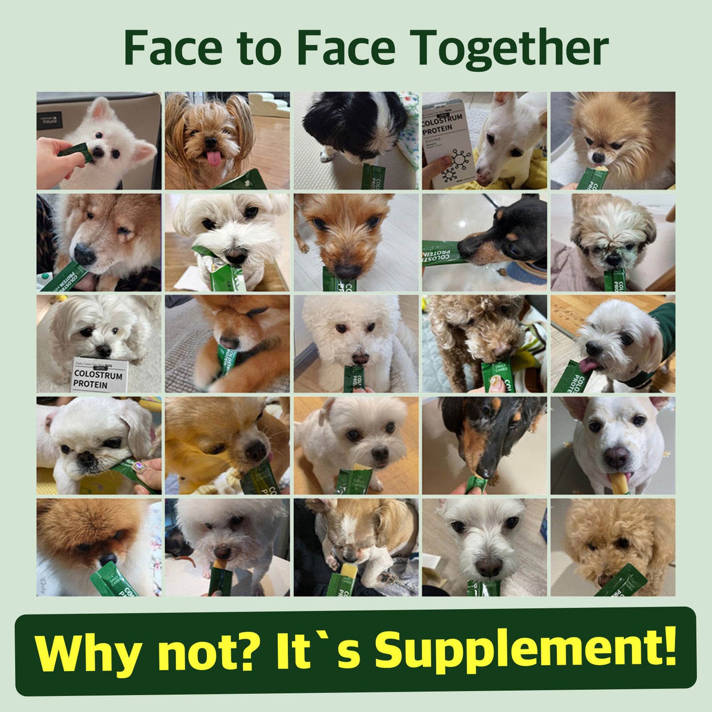 Dr. BY Colostrum Protein is a highly palatable supplement loved by dogs, supporting immune health, muscle strength, and overall vitality.