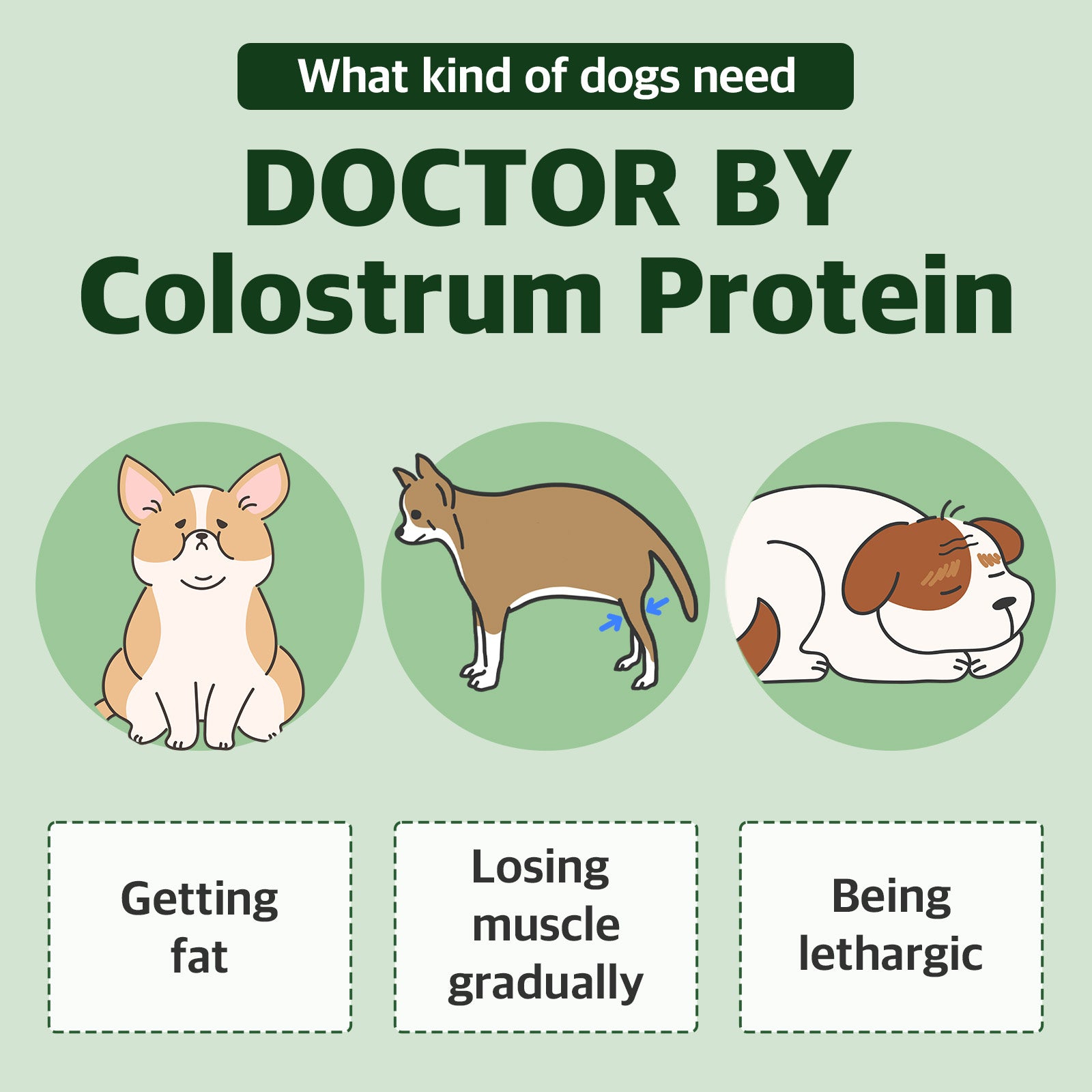 Dr. BY Colostrum Protein supports immune health, muscle maintenance, and energy levels for dogs prone to weight gain, muscle loss, or lethargy.