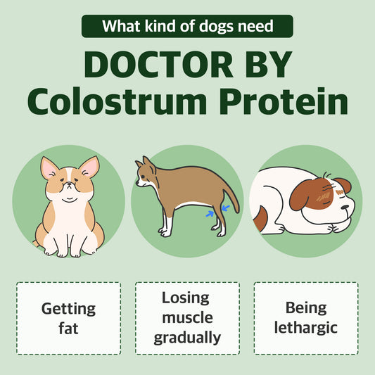 Dr. BY Colostrum Protein supports immune health, muscle maintenance, and energy levels for dogs prone to weight gain, muscle loss, or lethargy.