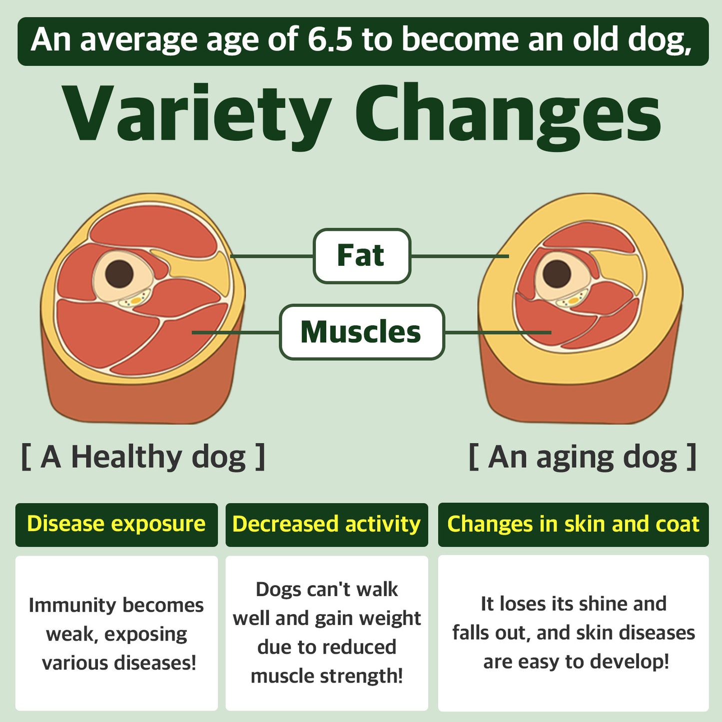 Dog Aging Process - Muscle Loss, Fat Gain, Weakened Immunity, and Decreased Activity in Senior Dogs