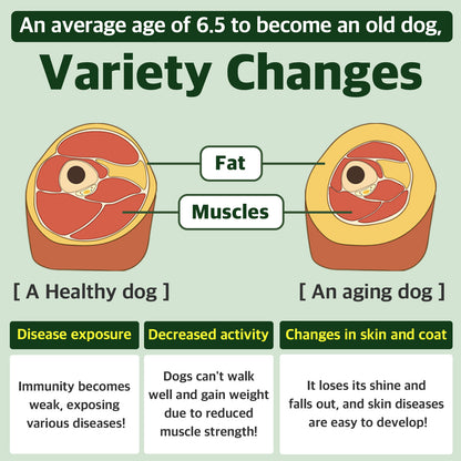 Dog Aging Process - Muscle Loss, Fat Gain, Weakened Immunity, and Decreased Activity in Senior Dogs