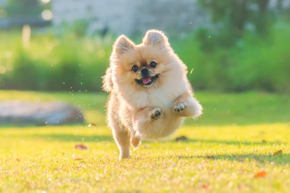 seo 키워드를 문장으로 요약해줘
ChatGPT의 말:
Dr. BY offers long-term pet health supplements free from allergens, artificial sweeteners, and colorants, ensuring safe daily consumption. With low-calorie, low-sodium formulas, these nutritionally balanced pet supplements support lifelong pet wellness and prevent health issues. 