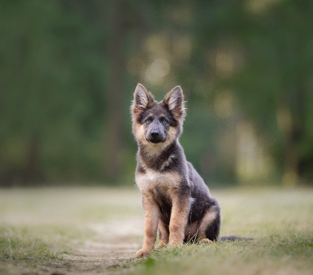 Enzymes and probiotics work together to support digestion, reduce stomach burden, and enhance nutrient absorption, improving gut health, immunity, and digestive balance for dogs, especially seniors.