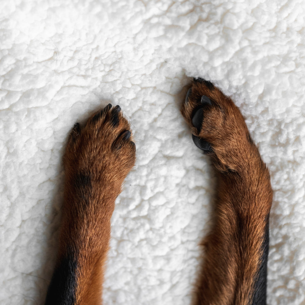 Dr. BY Skin & Coat supports dog skin health, coat shine, and itch relief with AF-343, a patented antioxidant that strengthens the skin barrier, reduces irritation, and prevents skin aging, ensuring a healthier coat and improved pet wellness