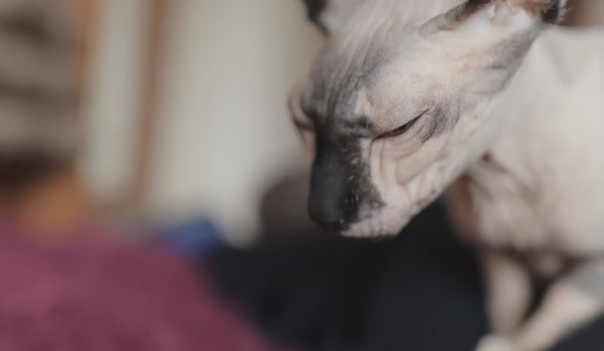 Load video: A bronchial &amp; respiratory supplement for cats with persistent coughing, sneezing, and runny nose.