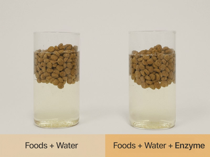 Dr. BY Enzyme enhances food decomposition and nutrient absorption in dogs, as demonstrated in the enzyme decomposition experiment, supporting digestive health and gut efficiency. 