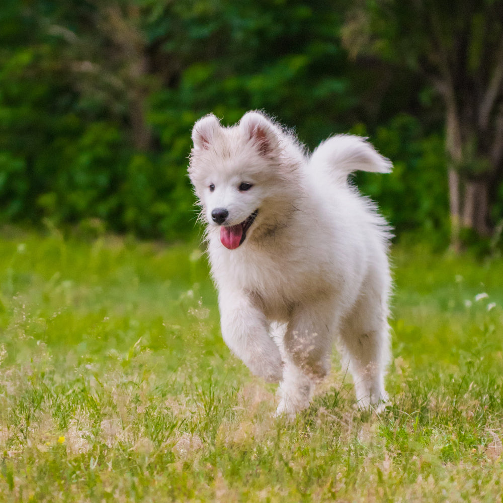 Supports digestion relief by promoting gut health, enzyme activity, and nutrient absorption, helping dogs with digestive issues and sensitive stomachs.