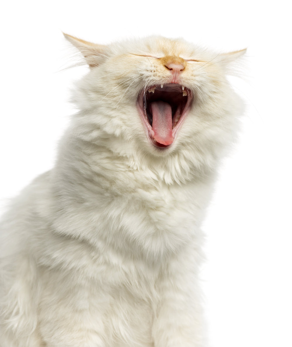 Dr. BY Cat Breath supports respiratory function, cough relief, and immune defense, protecting bronchial health from environmental pollutants and heavy metal exposure for clearer, healthier breathing.