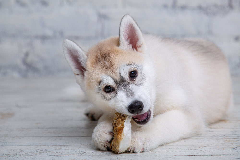 Dogs on meat-based diets need digestive enzymes to break down proteins efficiently and support gut health for optimal nutrient absorption.