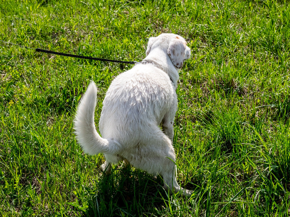Dogs with sensitive stomachs and frequent diarrhea need probiotics, digestive support, and gut health maintenance to improve stool consistency and microbiome balance. 