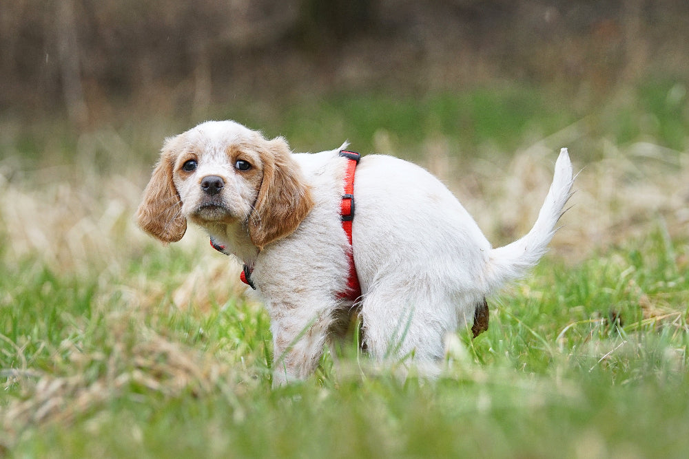 Dogs with digestive disorders like constipation or diarrhea need digestive enzymes and probiotics to regulate stool consistency and gut health. 