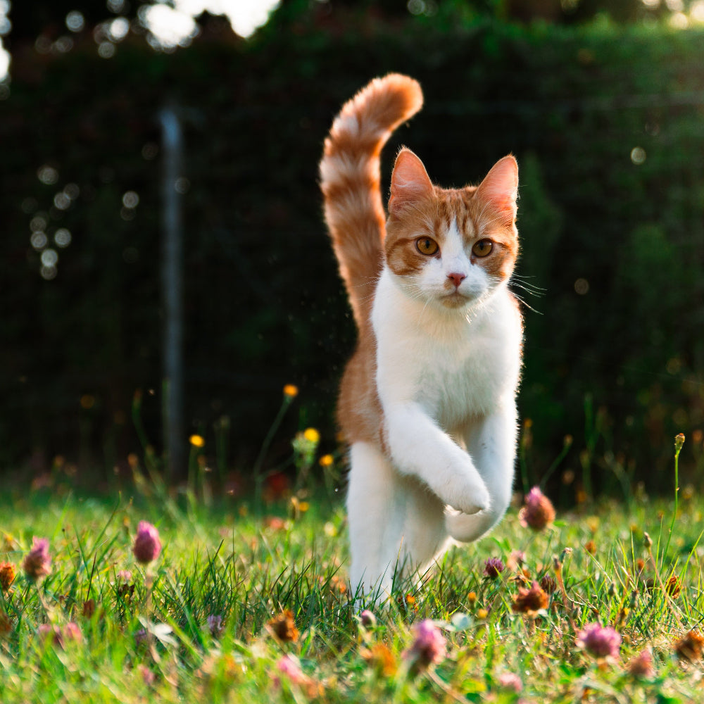 Dr. BY Cat Breath supports bronchial and respiratory health with TF-343, a patented ingredient that aids in detoxification, immune boost, and heavy metal removal, ensuring superior lung and airway protection for cats. 