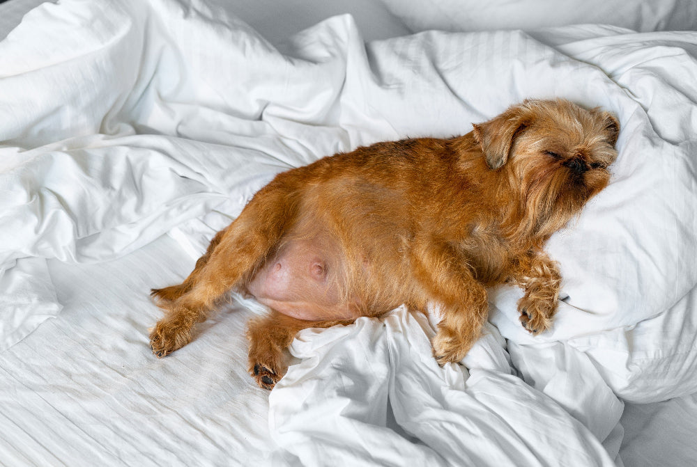 Preventing Dog Weight Gain: Manage dog obesity, excess fat, and unhealthy weight by promoting balanced nutrition, portion control, and active exercise for optimal canine health. 