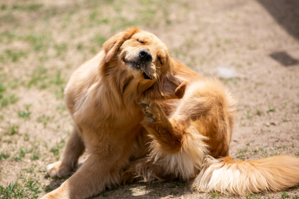 Frequent scratching and licking in dogs may indicate skin irritation, allergies, or dryness, requiring hydration, itch relief, and skin barrier support for optimal dog skin health.