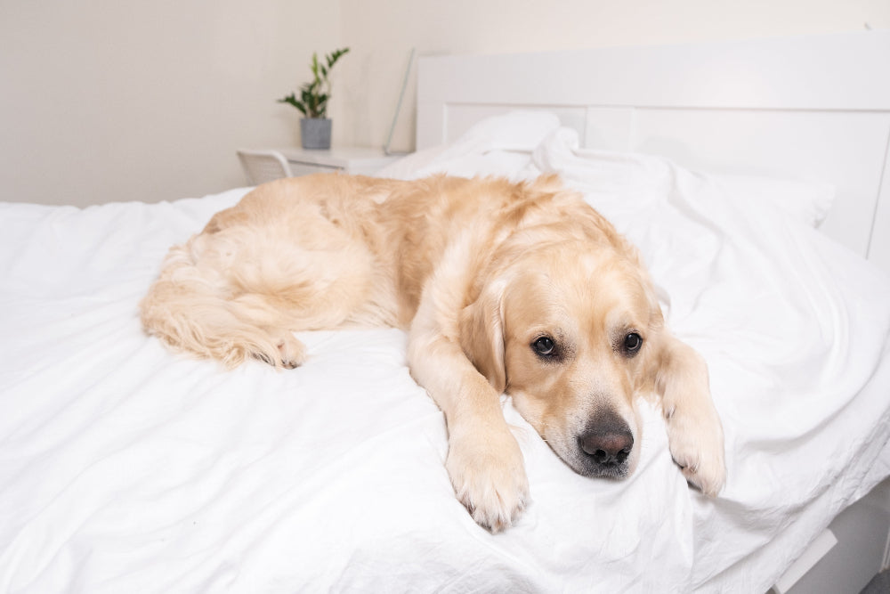 Preventing Muscle Loss in Dogs: Support muscle maintenance, strength, and recovery with high-protein nutrition, essential amino acids, and regular exercise for optimal canine health. 