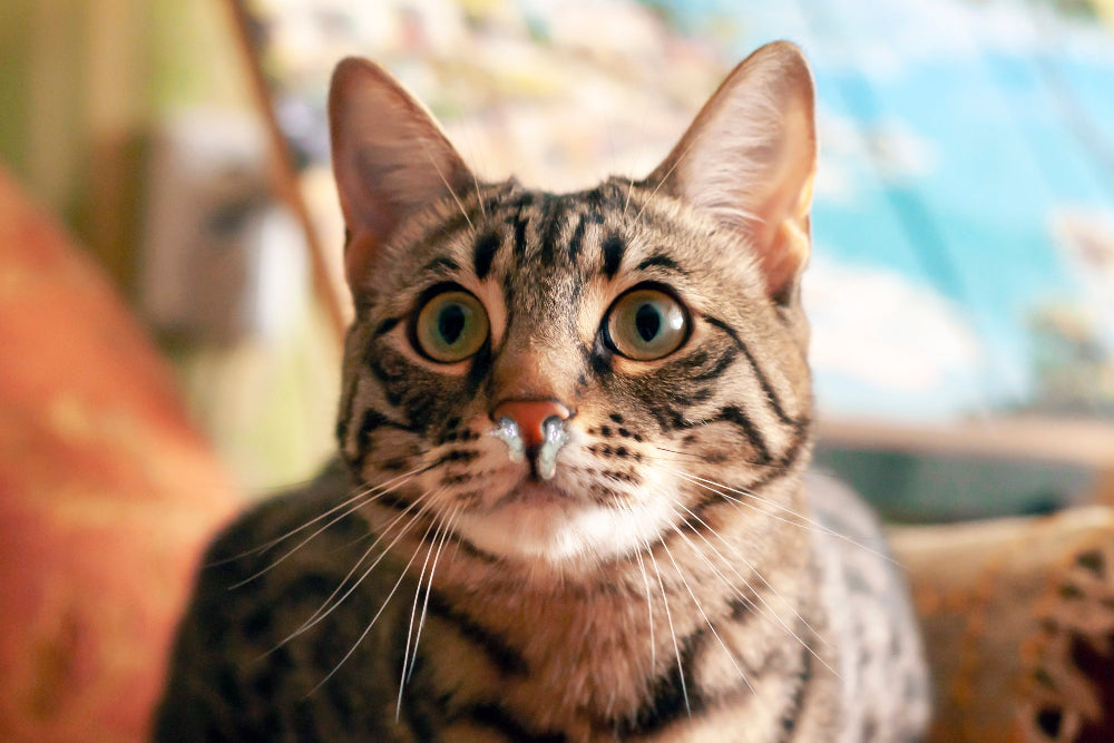 Respiratory diseases like runny nose and sneezing in cats need immune defense, airway protection, and environmental allergen management for better breathing. 