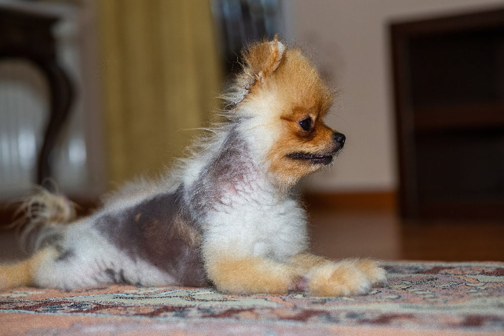 Dogs with chronic skin problems and hair loss need skin barrier support, hydration, and essential nutrients to promote healthy coat growth, itch relief, and skin regeneration.