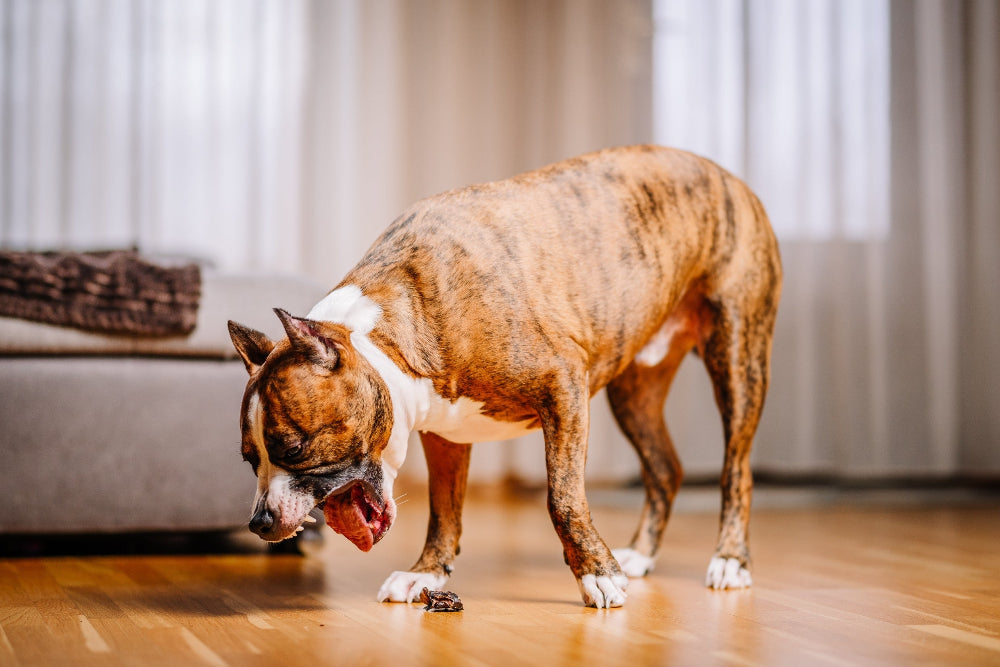 Dogs with digestive issues need probiotics, gut health support, and digestive enzymes to improve nutrient absorption, stool consistency, and overall digestion.