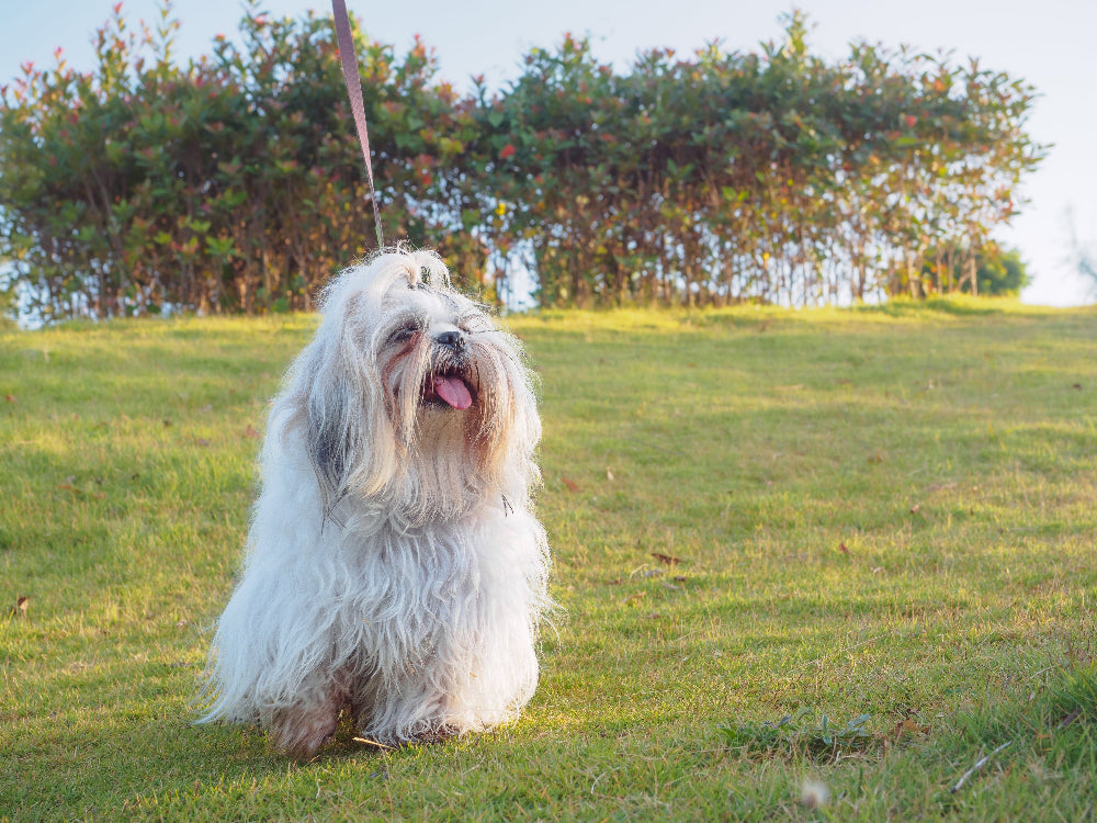 Supports pancreatic health by enhancing enzyme production, digestion, and nutrient absorption, promoting gut health and overall well-being in dogs.