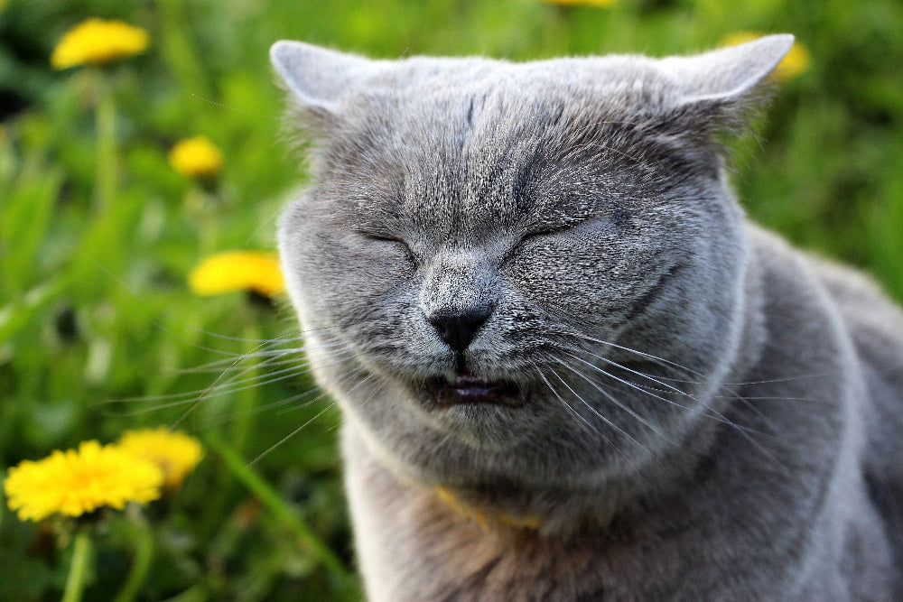 Cats with wheezing coughs may suffer from bronchial issues or respiratory inflammation, benefiting from lung support and immune-boosting supplements.