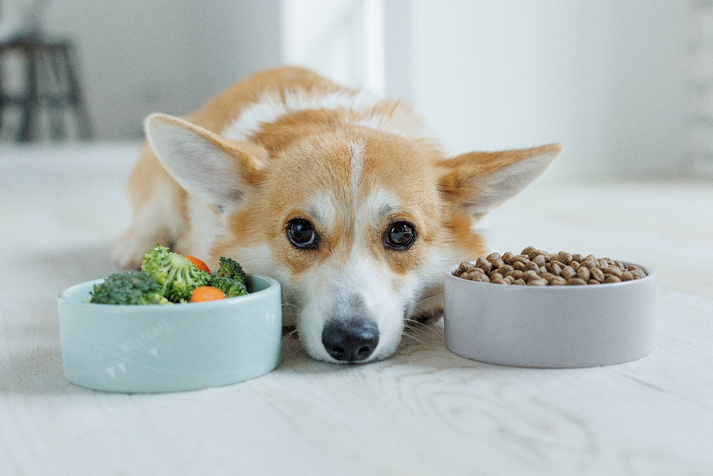 Dogs losing appetite may struggle with poor digestion or nutrient absorption, benefiting from digestive enzymes, probiotics, and gut health support. 