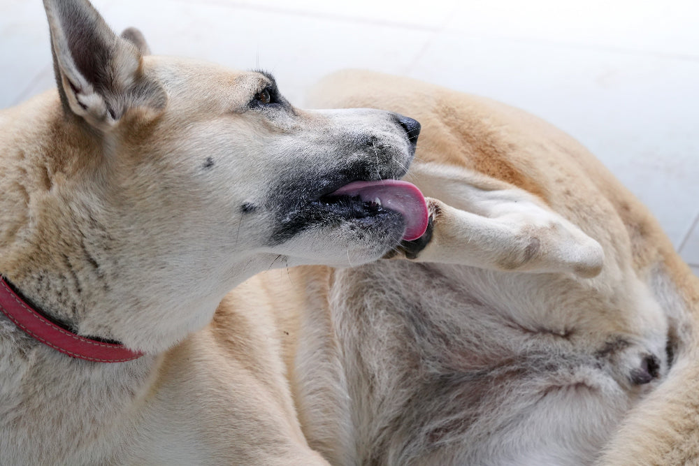 Excessive licking in dogs due to itchiness may indicate skin irritation, allergies, or dryness, requiring hydration, itch relief, and skin barrier protection for optimal dog skin health.