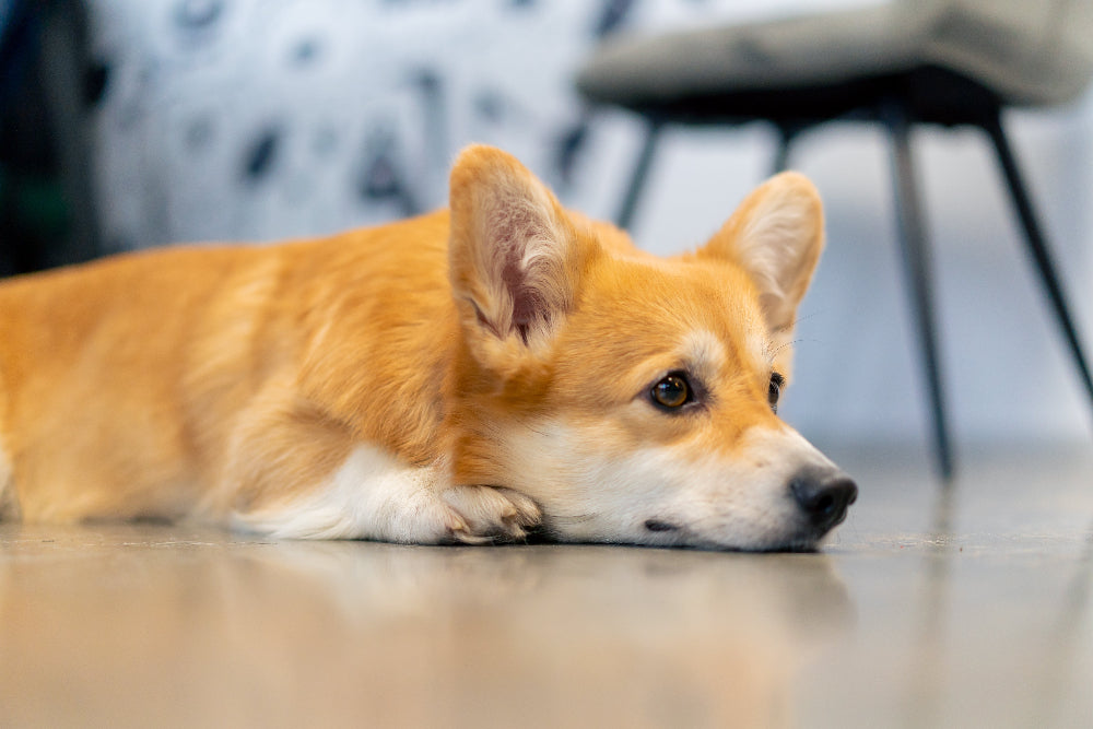 Dogs with weak immune systems need immune-boosting supplements, probiotics, and essential nutrients to support stronger immunity, overall health, and disease resistance.