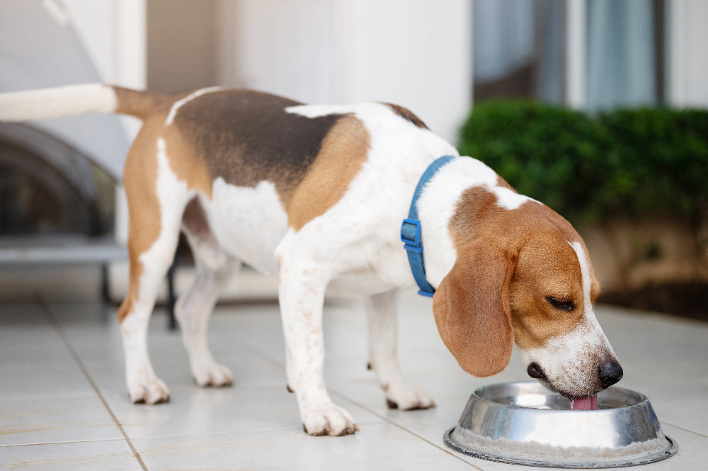 Dogs with irregular water in take too little or too much