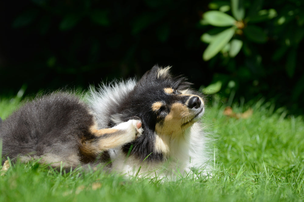 Dr. BY Skin & Coat Soft Gel supports dog skin hydration, itch relief, and coat health with AF-343, Hyaluronic Acid, Omega nutrients, and Collagen, strengthening the skin barrier, reducing irritation, and enhancing fur shine for optimal pet skin care.
