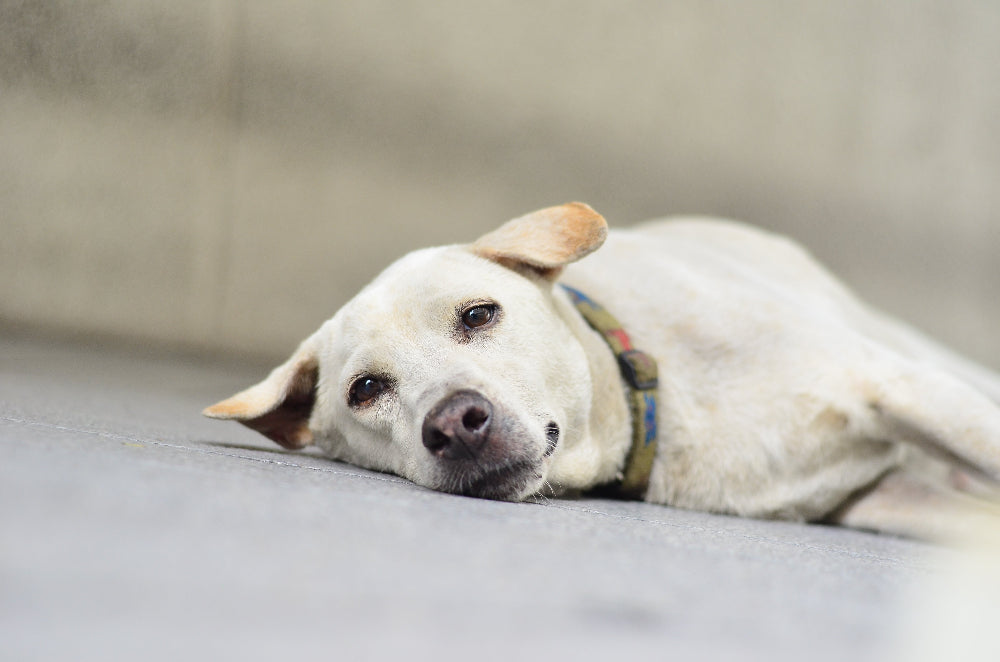 Preventing Lethargy in Dogs: Boost energy, vitality, and overall wellness with balanced nutrition, essential vitamins, and regular exercise for a healthy, active lifestyle. 